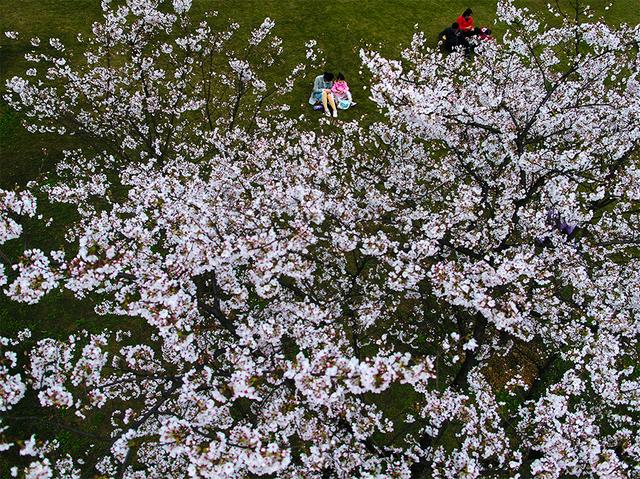 春分｜十张图片告诉你：山城无处不飞花