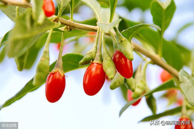 清明前后，除蒲公英和艾蒿外，枸杞叶清肝明目是一年中难得的美味