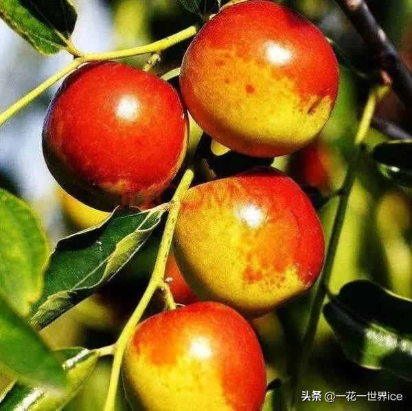 盘点世界上最甜的5种水果，大部分来自中国