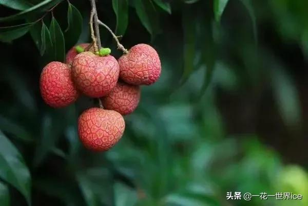 盘点世界上最甜的5种水果，大部分来自中国