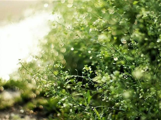 灵隐寺推荐时蔬 春季野菜的珍品——“灵丹草”荠菜