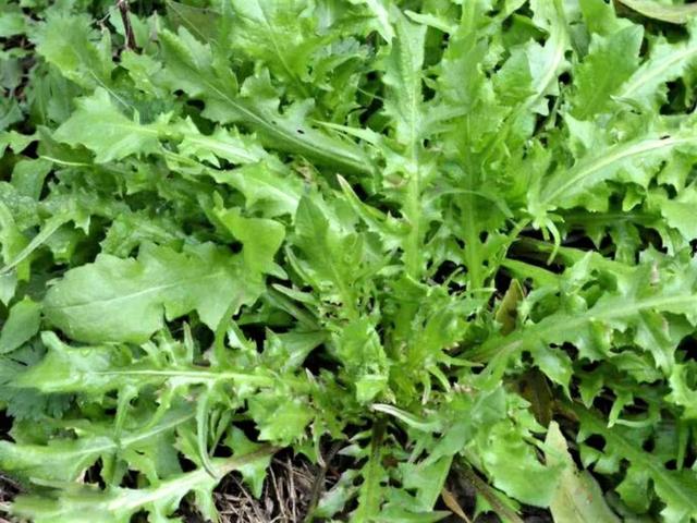 灵隐寺推荐时蔬 春季野菜的珍品——“灵丹草”荠菜