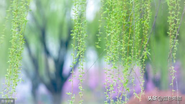 春天里,摄影怎么拍摄绿柳红花、宁静的田园风景?你有什么思路?