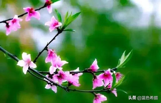春天里,摄影怎么拍摄绿柳红花、宁静的田园风景?你有什么思路?