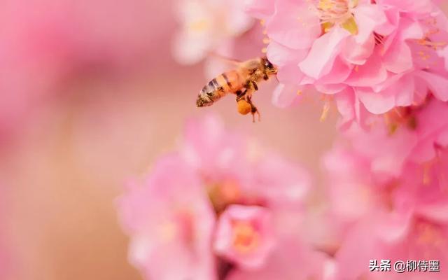 掌握3条摄影经验,轻松拍摄出:春来遍是桃花水,不辨仙源何处寻
