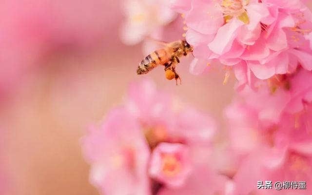 掌握3条摄影经验，轻松拍摄出：春来遍是桃花水，不辨仙源何处寻