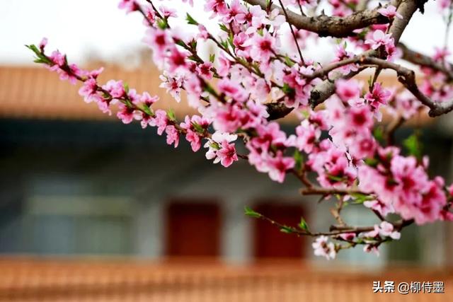 掌握3条摄影经验,轻松拍摄出:春来遍是桃花水,不辨仙源何处寻