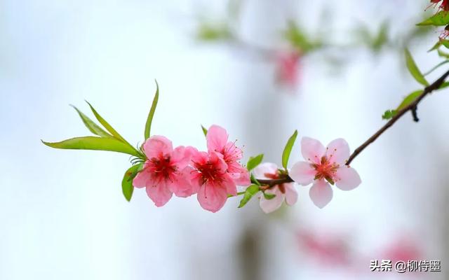掌握3条摄影经验,轻松拍摄出:春来遍是桃花水,不辨仙源何处寻