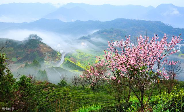 清明时节的两种野菜，可预防多种春节流行病，踏春时别忘了采