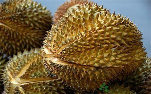 买榴莲时,该买刺长还是刺短的?记住这几点,一挑一个准