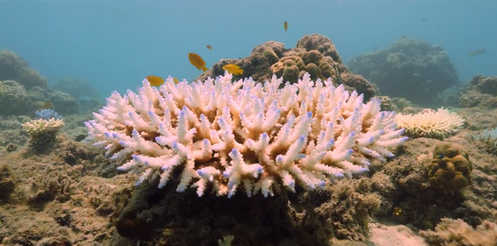 大堡礁内正在经历白化的珊瑚。本文图片均来自Climate Council