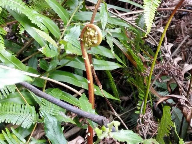 春季食“野”,何必辛苦埋头“拔草”!