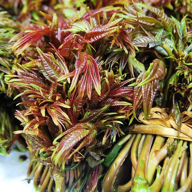 春季食“野”,何必辛苦埋头“拔草”!