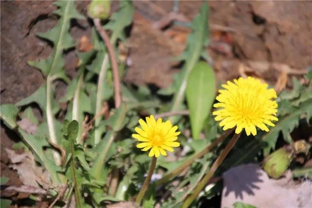 春季食“野”,何必辛苦埋头“拔草”!