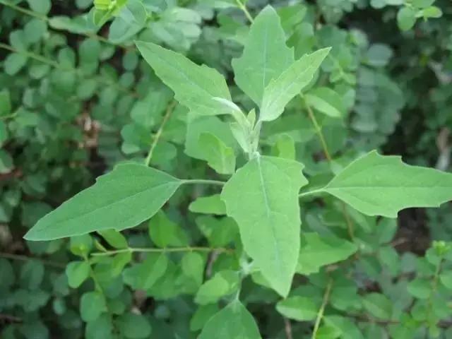 春季食“野”,何必辛苦埋头“拔草”!