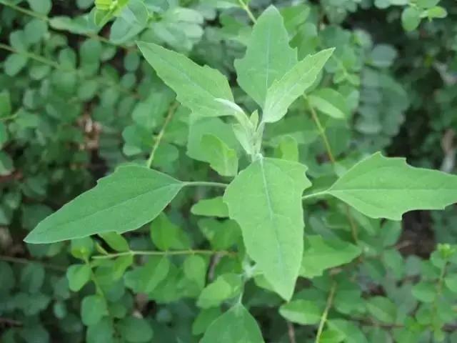 春季食“野”，何必辛苦埋头“拔草”！