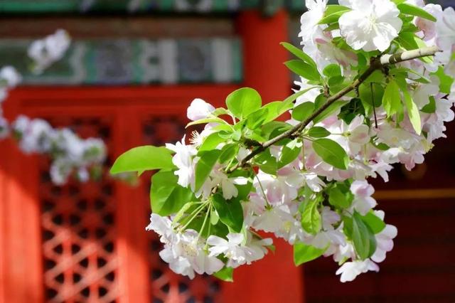 3-4月最佳旅行地,10个地方玩转整个春天