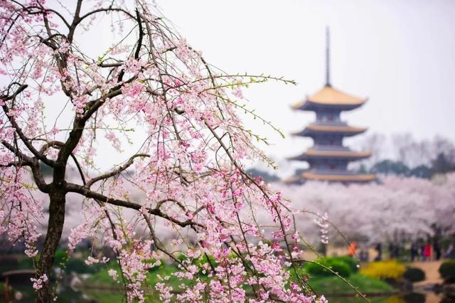 3-4月最佳旅行地,10个地方玩转整个春天