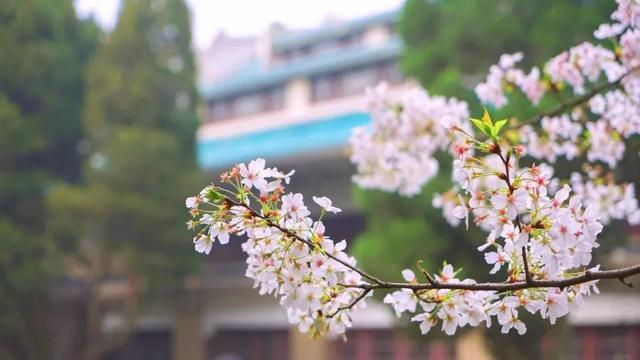 3-4月最佳旅行地,10个地方玩转整个春天