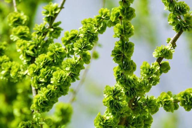 赶上春天的尾巴!这两种神仙野菜再不吃,就要等到明年了!