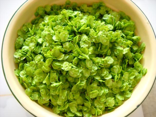 赶上春天的尾巴!这两种神仙野菜再不吃,就要等到明年了!