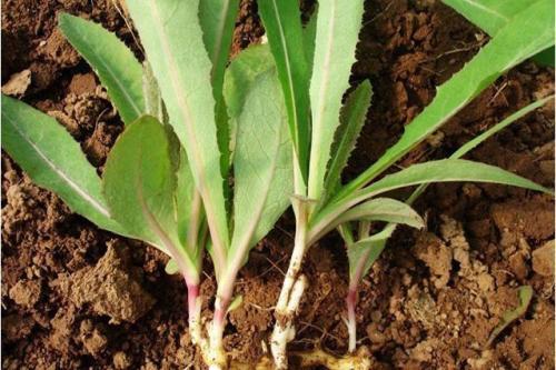 野菜价格贵,和应季蔬菜相比营养价值更高?不注意焯水反而很危险