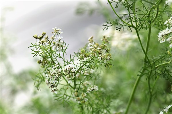 女性常喝“香菜根”泡水，4大好处不请自来，但3个注意事项要牢记