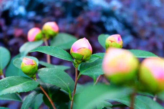 药知道 | 玫瑰、茉莉、山茶花，这三种花不仅好看，还可入药