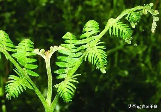 季节交换时,多吃时令蔬菜,孩子少生病,收藏了