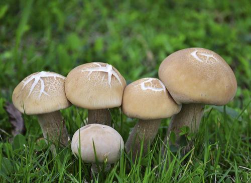 公认的10大刮脂、低卡食物,加入你的减脂餐,提高减肥速度!