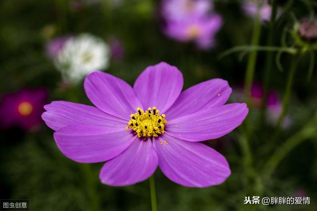 生活,无需复杂,简单就足够了;人生,无需繁华,只需平淡就够了