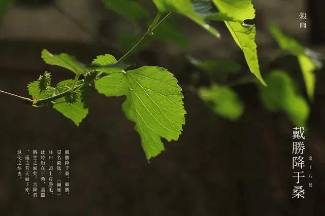 谷雨,煎茶煮雨当此时