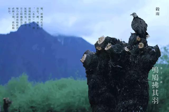 谷雨,煎茶煮雨当此时