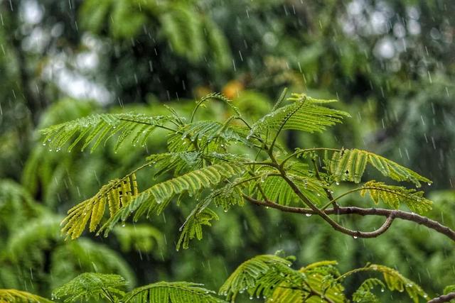 谷雨,煎茶煮雨当此时