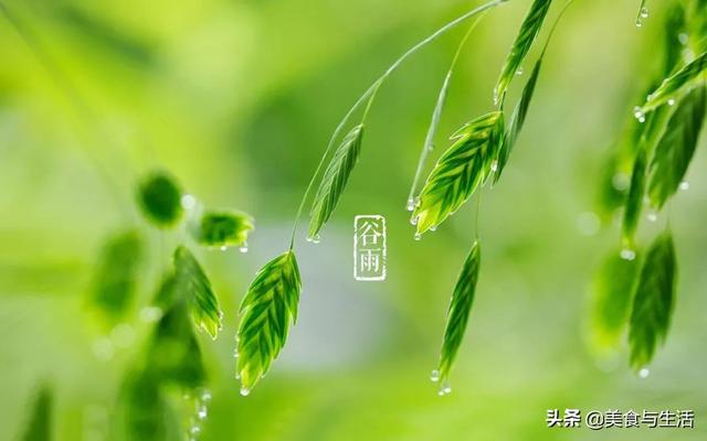 春里最香是香椿,2019年春季养生,只剩谷雨这一个机会了