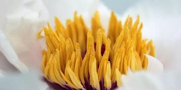 一年四季,还是花茶最抗打!