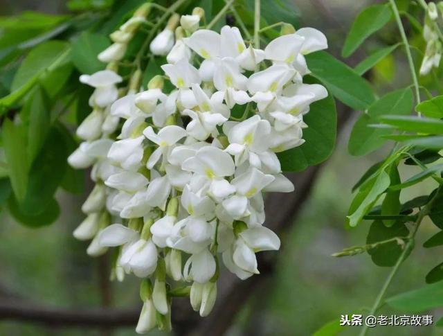 北京必吃的19种美食!都吃过的才是地道北京人~