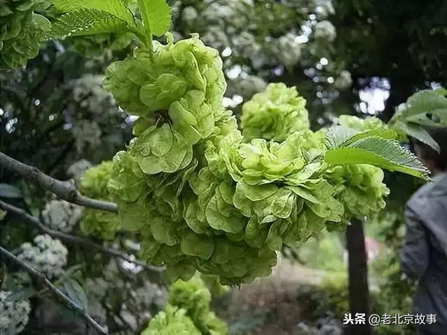 北京必吃的19种美食!都吃过的才是地道北京人~