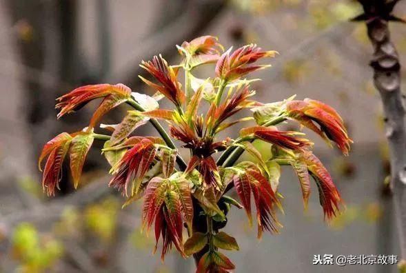 北京必吃的19种美食!都吃过的才是地道北京人~