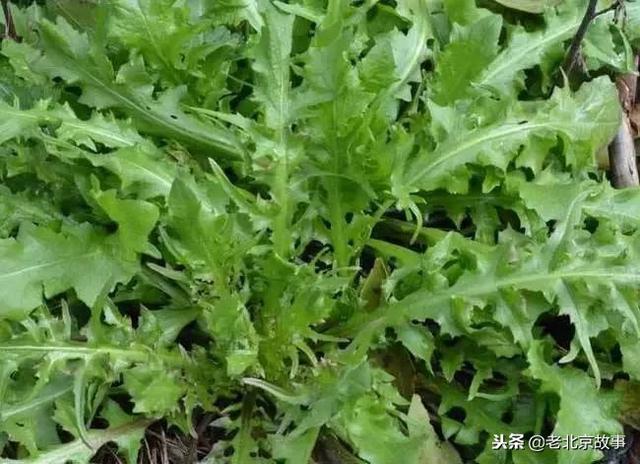 北京必吃的19种美食!都吃过的才是地道北京人~