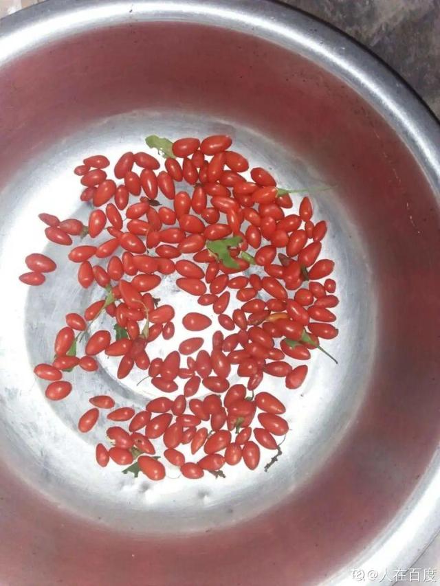 家里养盆枸杞,满树挂满红果子,泡茶煮粥特养生