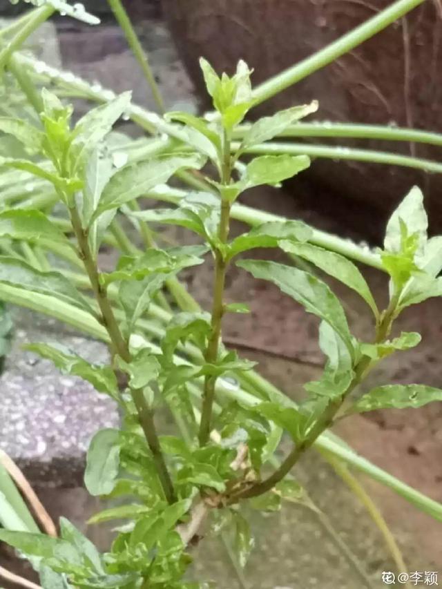 家里养盆枸杞,满树挂满红果子,泡茶煮粥特养生
