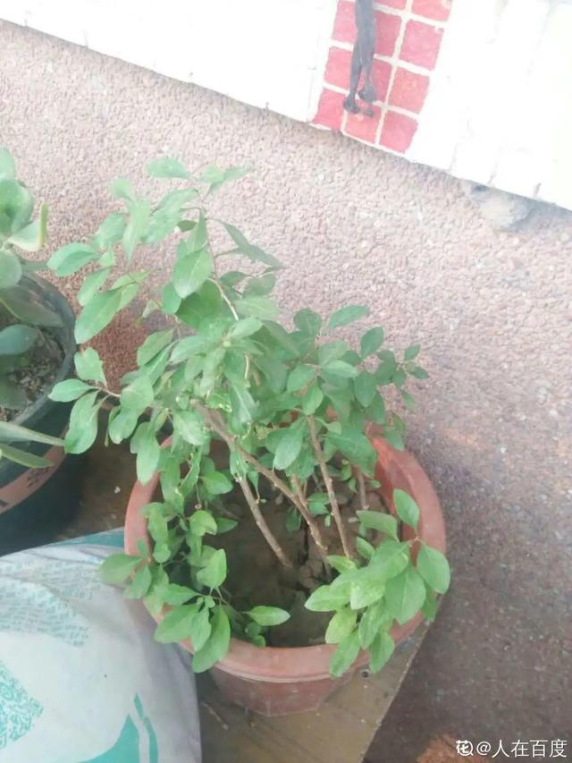 家里养盆枸杞,满树挂满红果子,泡茶煮粥特养生