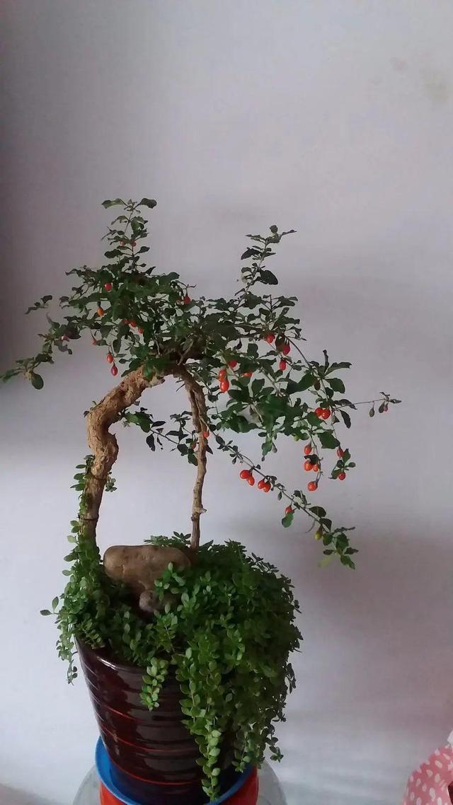 家里养盆枸杞,满树挂满红果子,泡茶煮粥特养生