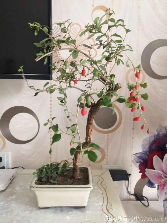 家里养盆枸杞,满树挂满红果子,泡茶煮粥特养生
