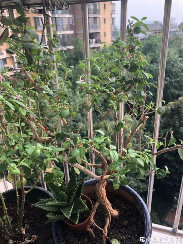 家里养盆枸杞,满树挂满红果子,泡茶煮粥特养生