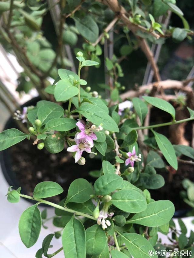 家里养盆枸杞,满树挂满红果子,泡茶煮粥特养生