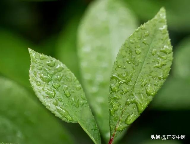 立夏之前,寒热相博之际,如何泄心火、平肝火,养脏气?