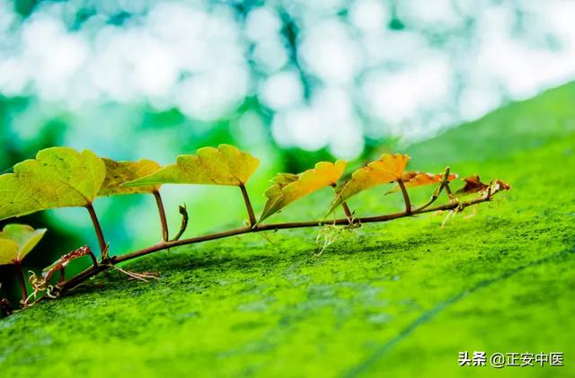 立夏之前,寒热相博之际,如何泄心火、平肝火,养脏气?