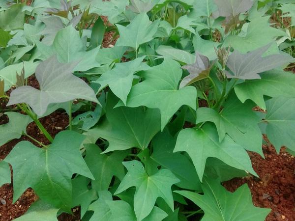 夏季时令蔬菜:冬吃萝卜夏吃姜。在对的时间,吃对的蔬菜